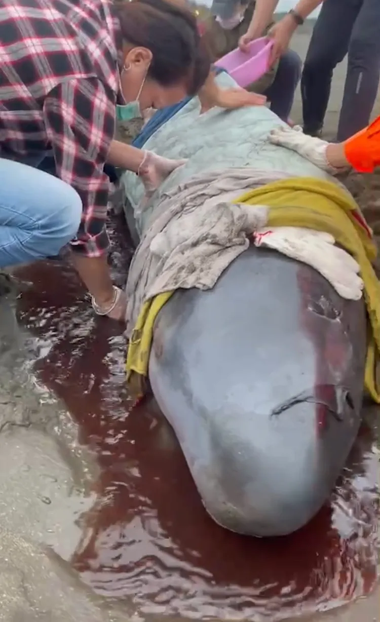 今天在桃園發現的擱淺鯨豚。讀者提供