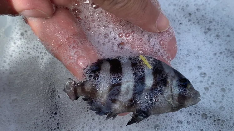 這次共流放1萬尾魚苗。戴之聖攝