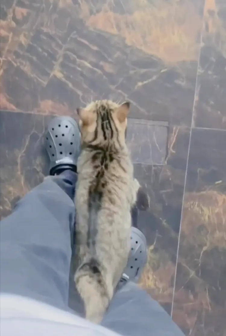 網友羨慕：好想抱起來狂吸。