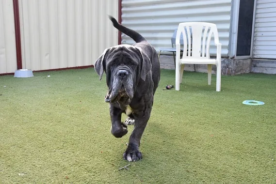 拿波里獒犬「木炭」，因為原主人再也無法負擔養牠的花費，只好送養。翻攝「迷失狗狗之家」（The Lost Dogs' Home）臉書