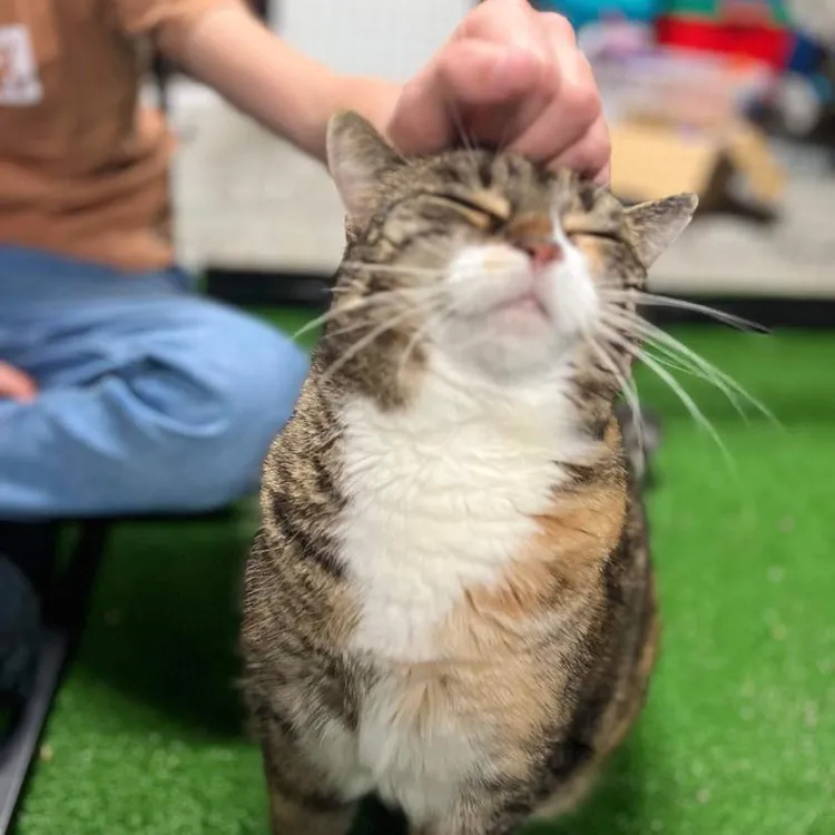 「莉露」現在由動物救援組織工作人員的照顧。翻攝「坎培拉寵物救援」臉書/canberrapetrescue