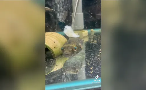 受傷的河豚要秀秀　蝦子大餐進補　還要幫剝殼一口一口餵