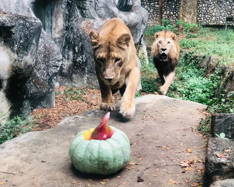 非洲獅「大姐」盯著放在南瓜裡的血水冰。壽山動物園提供