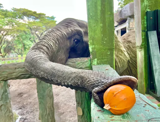 當壽山動物明星們與南瓜首次相遇 超萌反應讓網友敲碗:期待開園