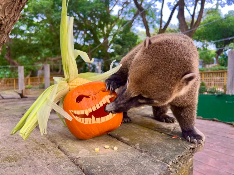 長鼻浣熊觀察南瓜內是否藏有驚喜。壽山動物園提供