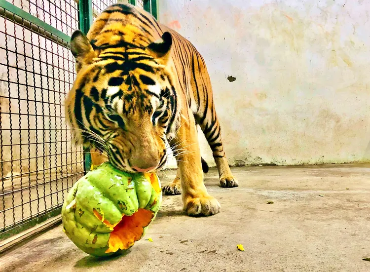 孟加拉虎「小紅」啃食南瓜。壽山動物園提供