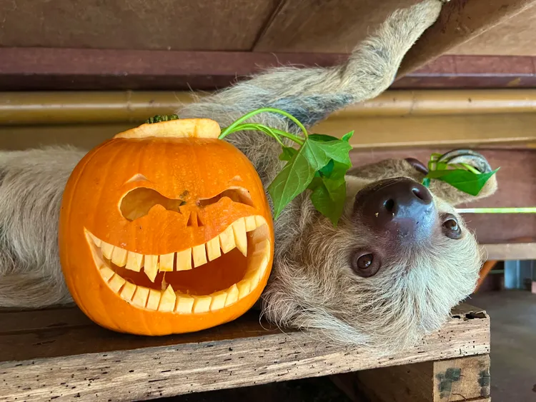 二趾樹懶享用萬聖節大餐。壽山動物園提供