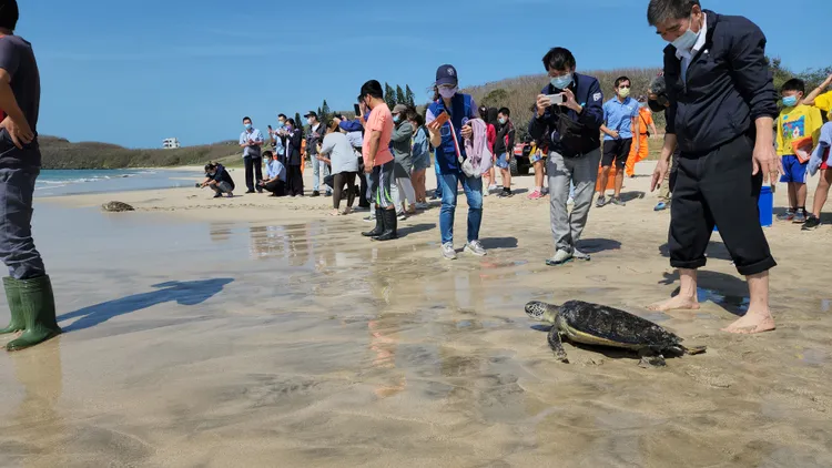 嵵裡國小、湖西國小師生一起來到現場保育宣導，也見證這海龜重回海洋懷抱時刻。許逸民攝