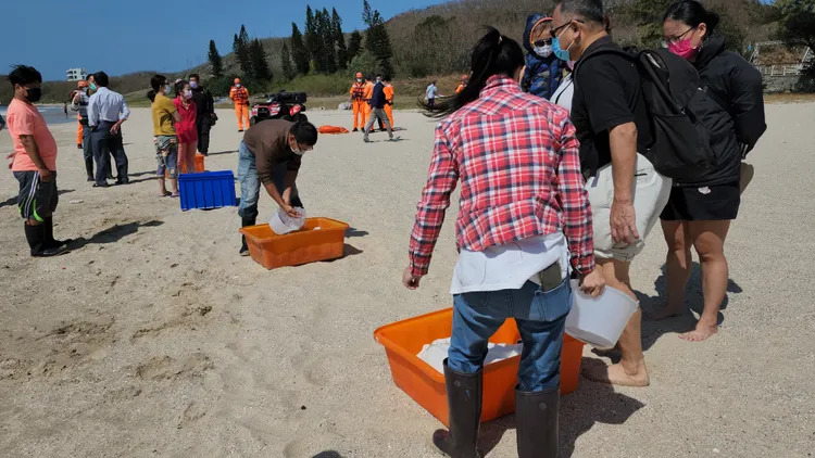 水試所野放人員心急海龜被過度曝曬不適，頻頻盛海水潤濕海龜。許逸民攝
