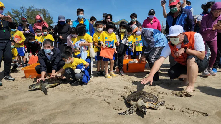 澎湖今日上午再度於馬公市嵵裡沙灘舉辦救傷海龜野放活動，野放了8隻保育類海龜。許逸民攝