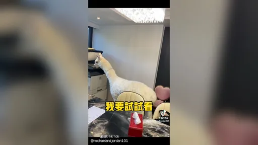 這個是誰呀？羊駝亂玩影印機　竟把自己的臉影印上去