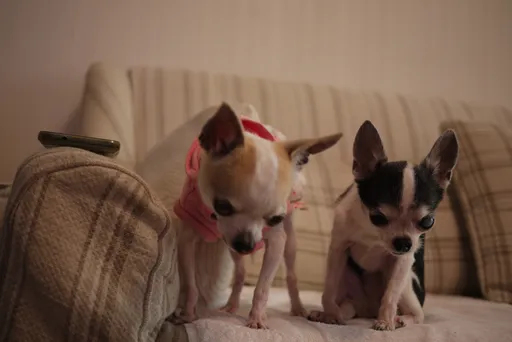 狗眼看人低是真的 母狗偏愛「能力者」不理笨蛋