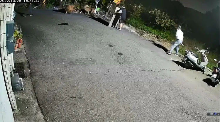 旁人拿著鐵片阻擋趕藏獒。民眾提供