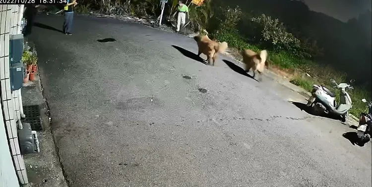 動保人員遭藏獒追咬。民眾提供