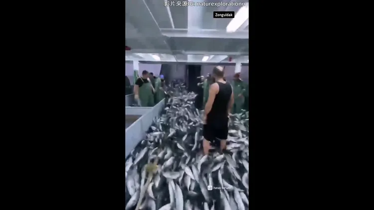 這裡的魚要是都處理完，三天三夜不回家也不奇怪啊！