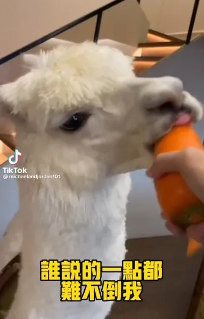 羊駝大口咬下紅蘿蔔。