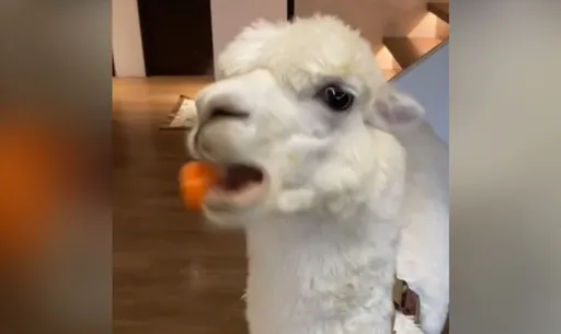 大口嘗「這一根」吞敗噴出　萌獸崩潰哀號「幫我切小一點好嗎」