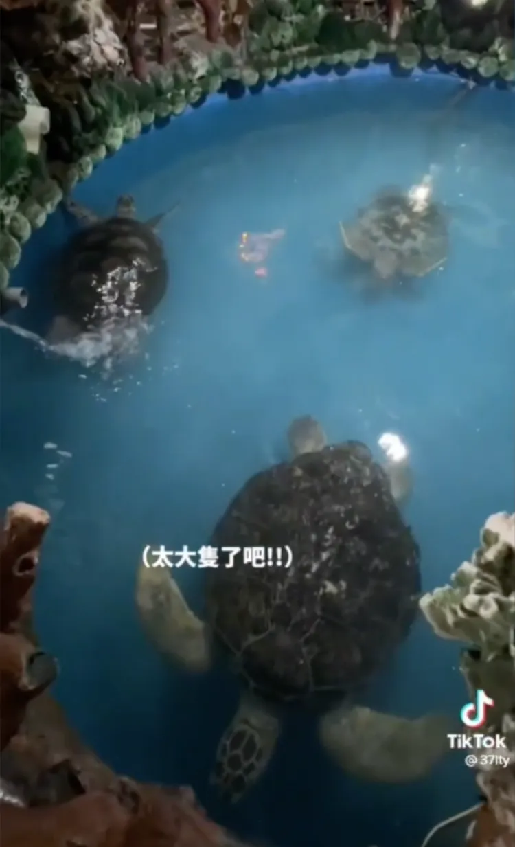 近距離與綠蠵龜接觸。