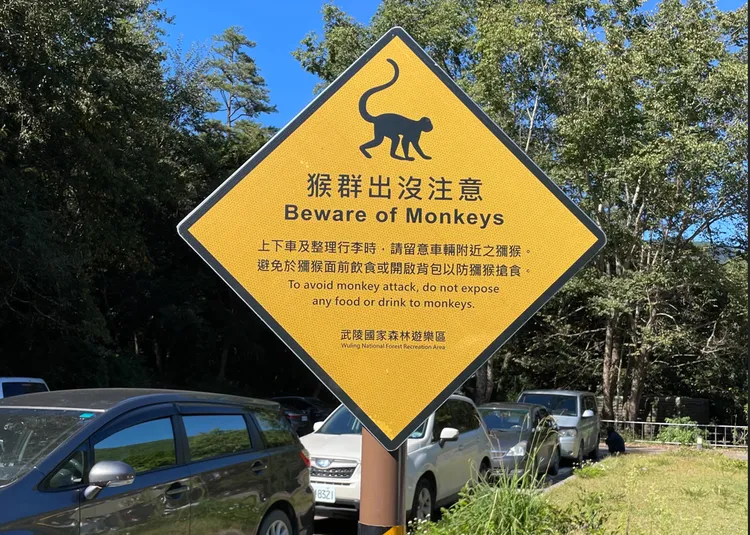 東勢林管處在武陵山莊停車場，設置猴群標誌，提醒遊客注意獼猴。東勢林管處提供
