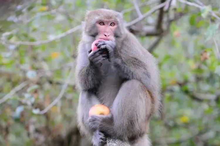 台灣彌猴吃蘋果。武陵農場提供