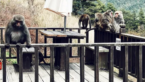 獨家|武陵農場獼猴衝進車內咬人!遊客慘縫7針行程毀了 林管處要這麼做