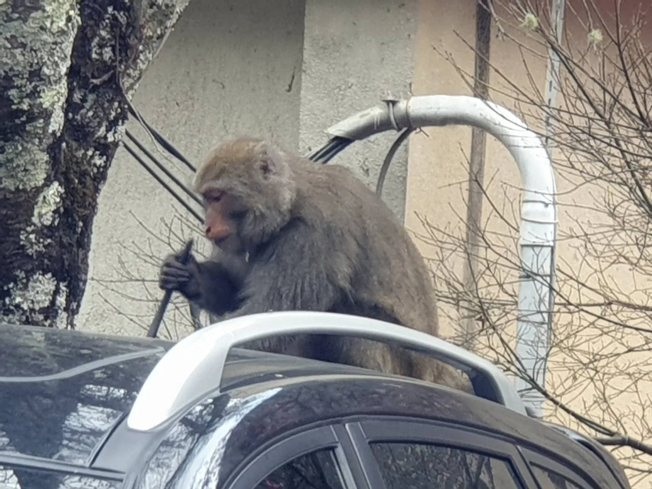武陵農場內經常可見獼猴現蹤與遊客爭食,甚至爬到車頂啃食天線。武陵農場提供