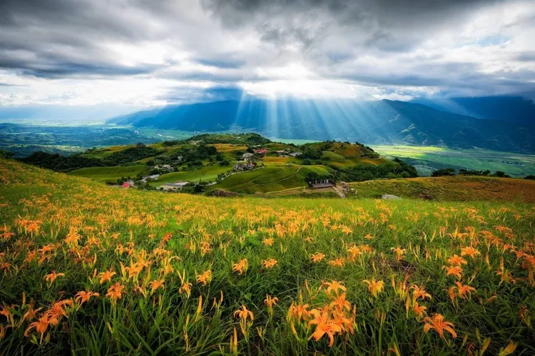 花蓮六十石山金針花盛開，景色絕美。林鉦翔提供