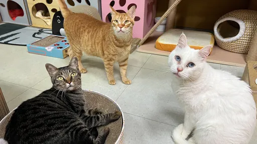 全台毛孩居然比小孩多?新手毛爸媽最需要知道的事!