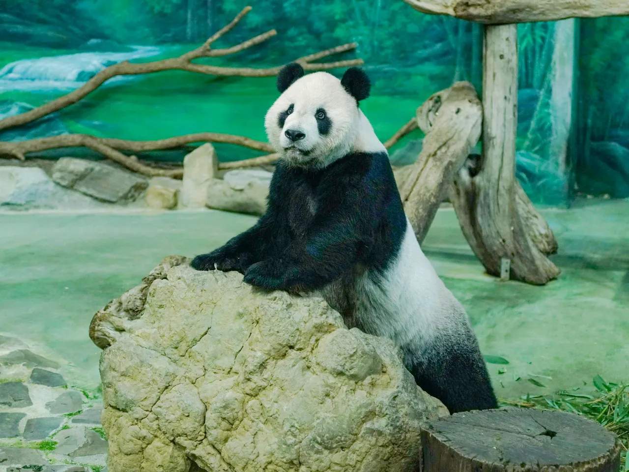 過去圓圓發情時團團反應慢半拍,以為是多年老友要一起玩。資料照片