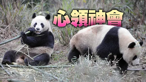 團團消失、圓圓一定知道! 前館長憶2貓熊搞笑圓房「咬又抱只想玩」