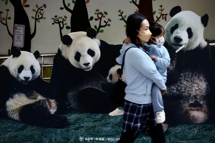 團團11/19離世，目前北市動物園還剩下3隻大貓熊。林林攝