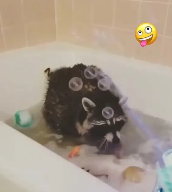 浣熊屬哺乳綱食肉目浣熊科的一種動物。FB社團《Raccoons Family》FB：Nusrat Jahan 提供