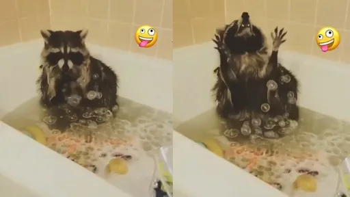 好療癒！浣熊好奇玩泡泡　10秒影片萌到讓人融化