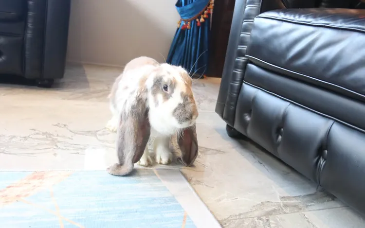 長耳兔的可愛模樣。鄭孟晃攝