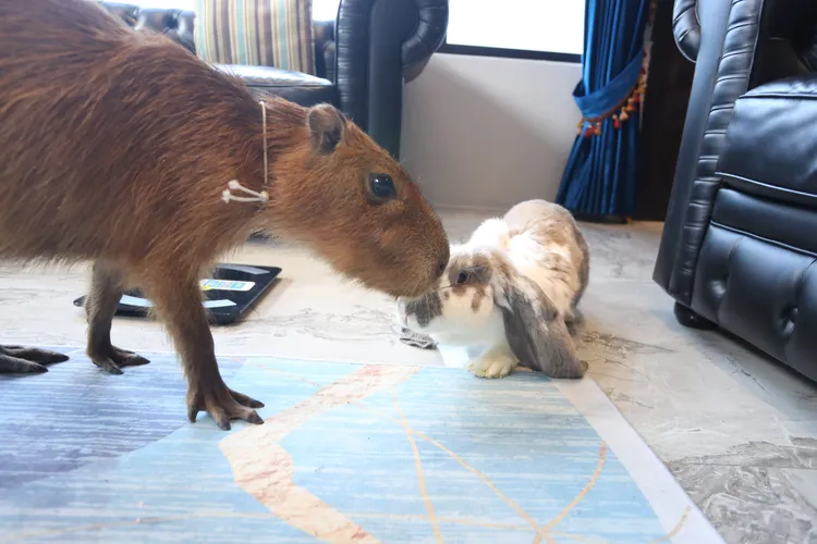 萌獸們在客廳互動。鄭孟晃攝