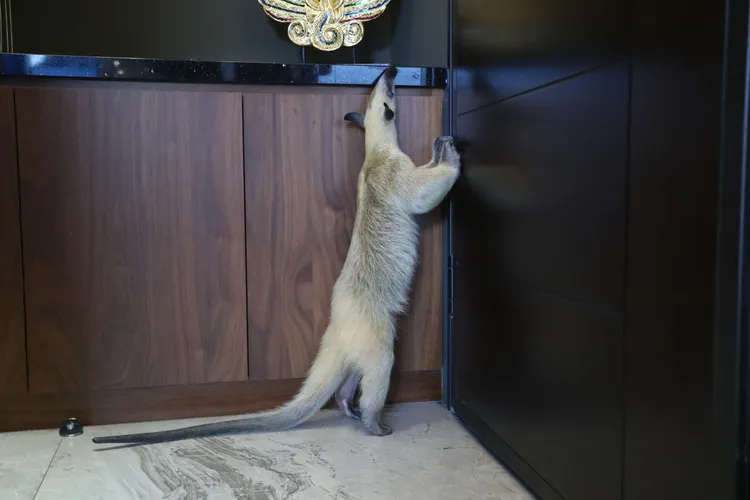 食蟻獸在王宥忻家中趴趴走。鄭孟晃攝