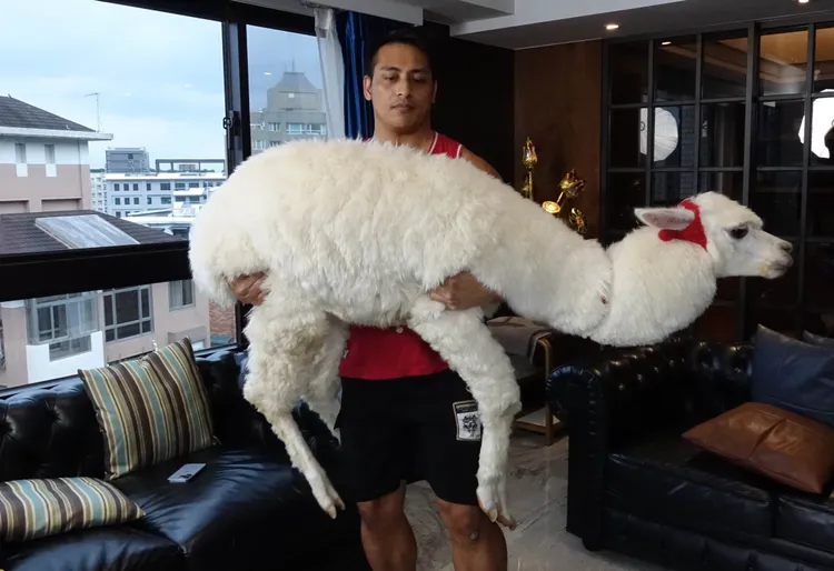 草泥馬要量體重時，出動一名壯漢將牠抱到體重機上，扣除壯漢的體重，就是草泥馬的真實體重。鄭孟晃攝