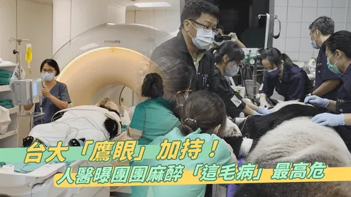 再見團團|台大3名醫「鷹眼」幫團團闖鬼門關 惜仍留不住可愛身影