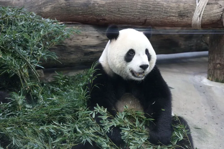 大貓熊的皮下組織、肌肉層較厚。陳明中攝