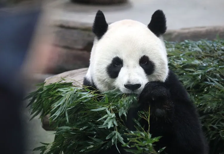 國外曾發生大貓熊在麻醉過程中喪命。陳明中攝