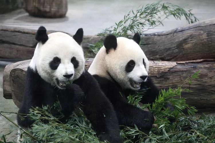 大貓熊在麻醉過程要留意血壓等數值。陳明中攝