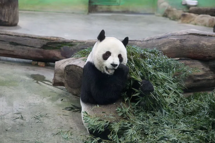 大貓熊以竹葉為主食，胃部和人類落差較大。陳明中攝