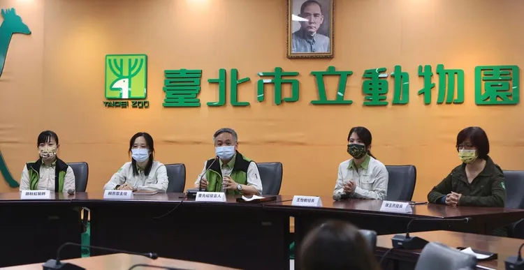 動物園今天說明大貓熊團團現況。林林攝