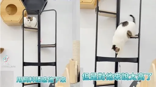 貓咪爬到高處不肯動！主人一個move　網笑倒：原來「這聲音」可以激發潛能