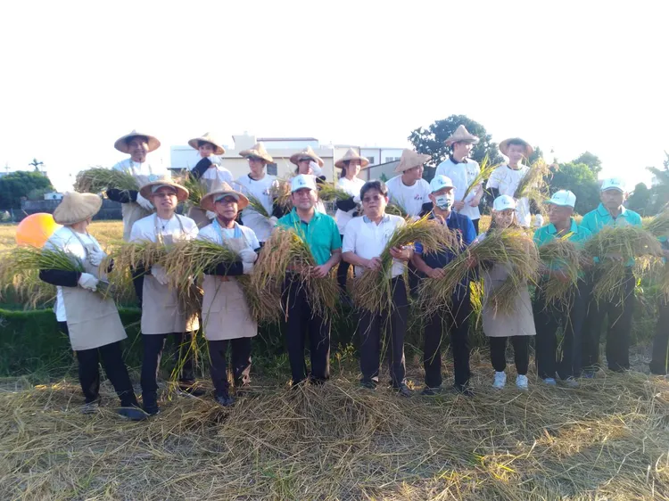 83家認養良田的企業代表體會收割稻子的樂趣。曾雪蒨攝