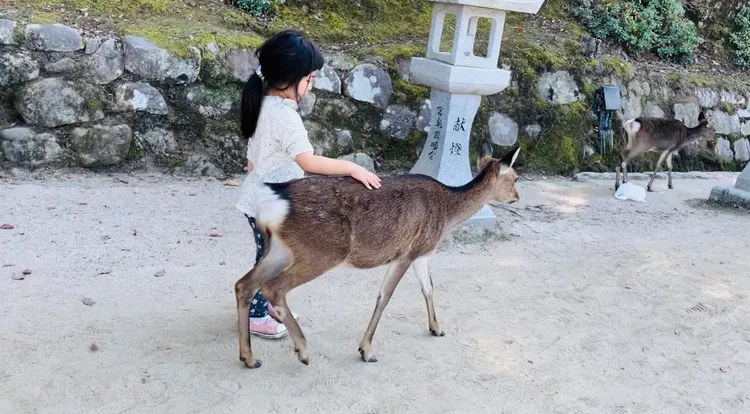 宮島內有不輸奈良的可愛鹿群。曾仲葳攝