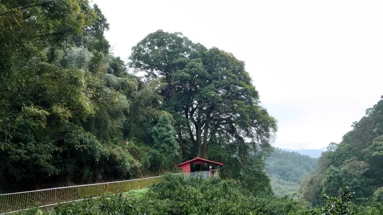 芎林鄉式穀祠九丁榕樹。縣府提供