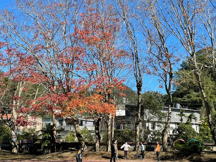 錦山國小槭樹紅葉美景。縣府提供
