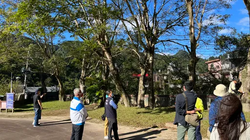 客家鐵血詩人吳濁流親種老槭樹 竹縣列受保護樹木綠色文化資產