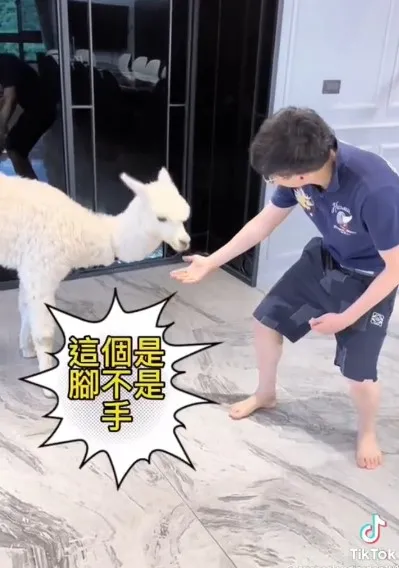 到底是握手還是握腳，傻傻分不清。TikTok@michaelandjordan101 提供。